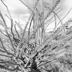 Lee Friedlander Sonoran Desert, Arizona, 1995 / Printed 1990s