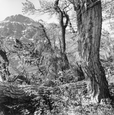 Lee Friedlander Lake McDonald, Glacier National Park, Montana, 2004