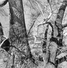 Lee Friedlander Southern Arizona, 2004 / Printed 2005